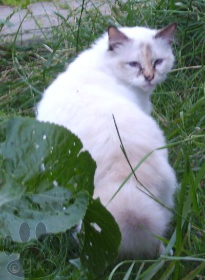 Alice