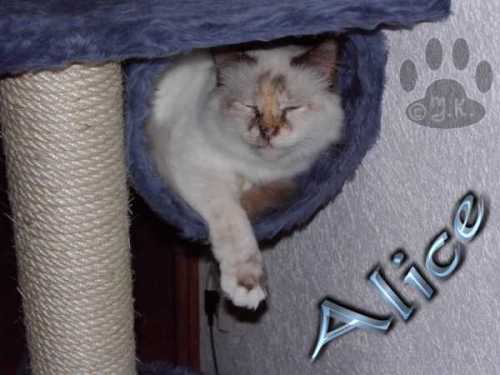 Alice