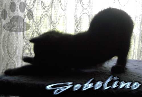 Gobolino