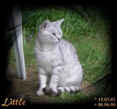 Little Ei jr.