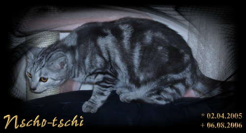 Nscho-tschi