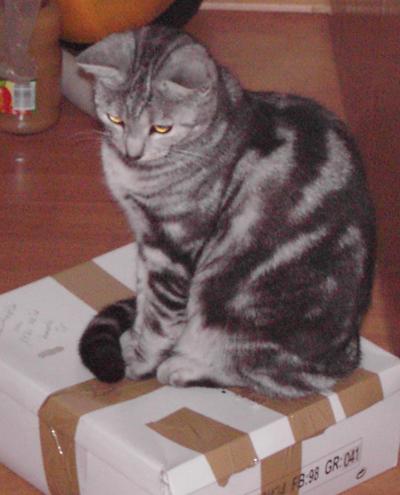 Se Maus