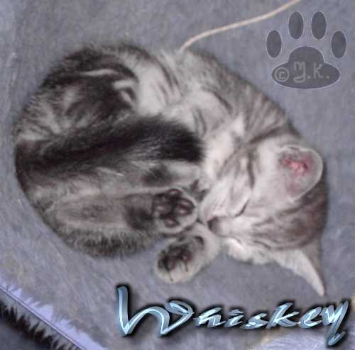 Whiskey